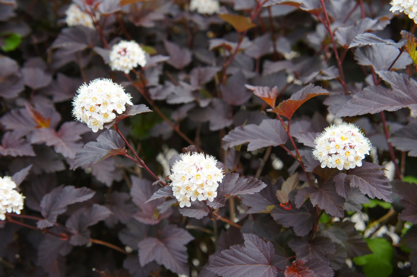 Physocarpus Diabolo