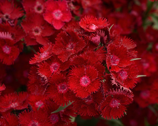 Rockin' Red Dianthus