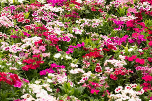 Sweet William Assorted Colours