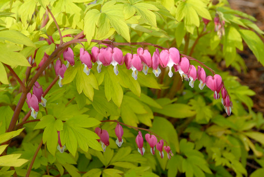 Gold Heart Bleeding Heart