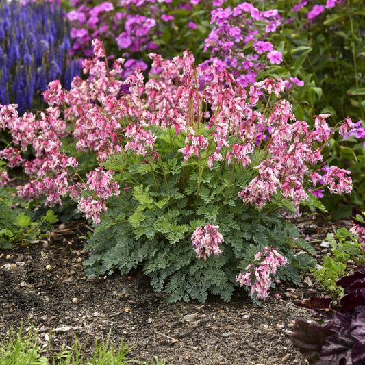 Bleeding Heart 'Pink Diamonds'