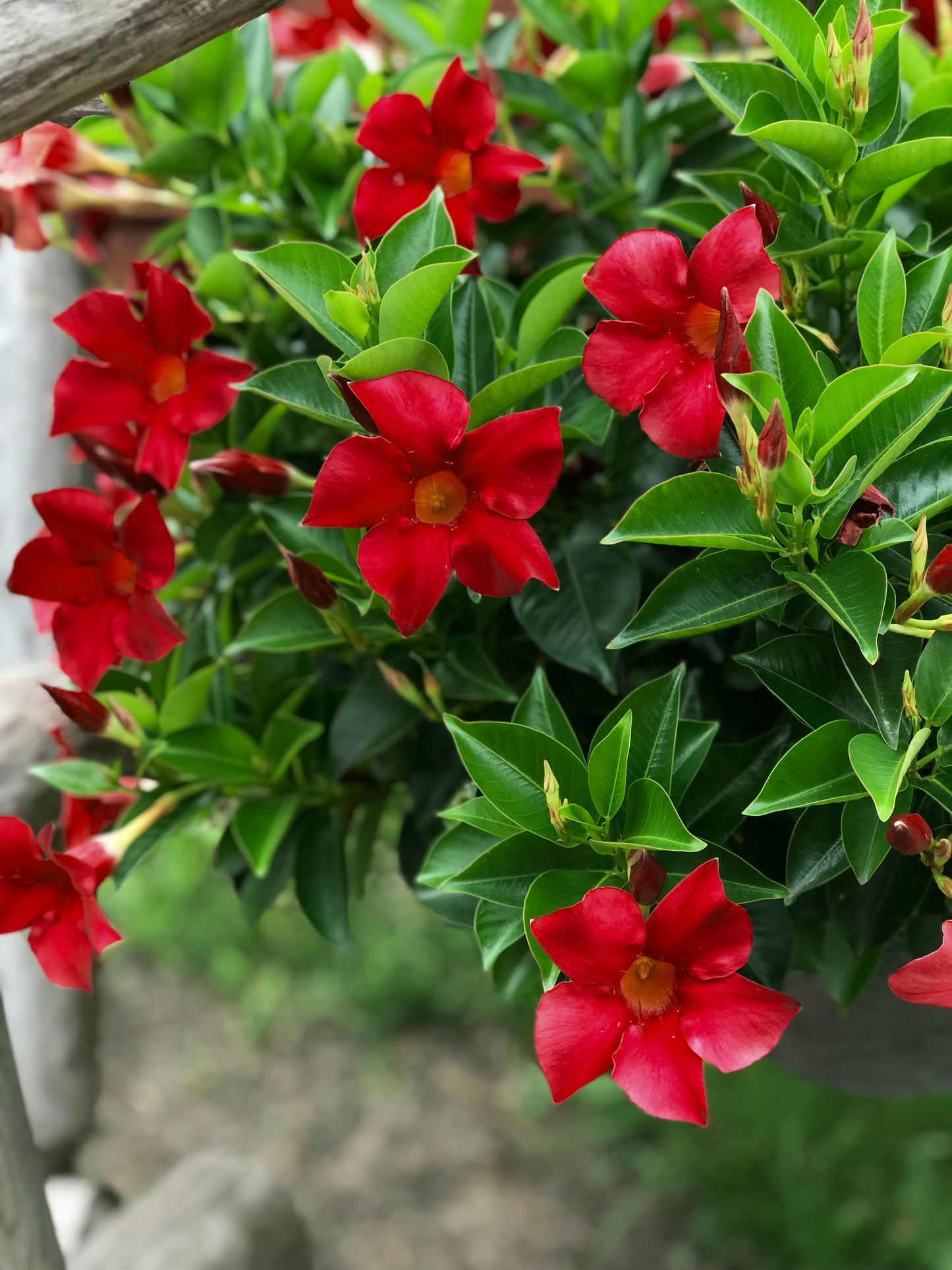 Dipladenia Dark Red