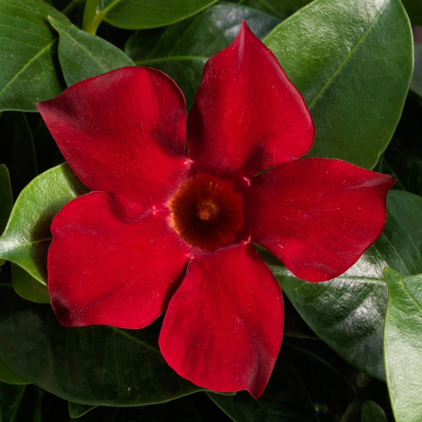Deep Red Mandevilla