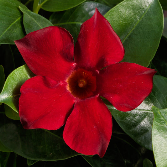 Deep Red Mandevilla