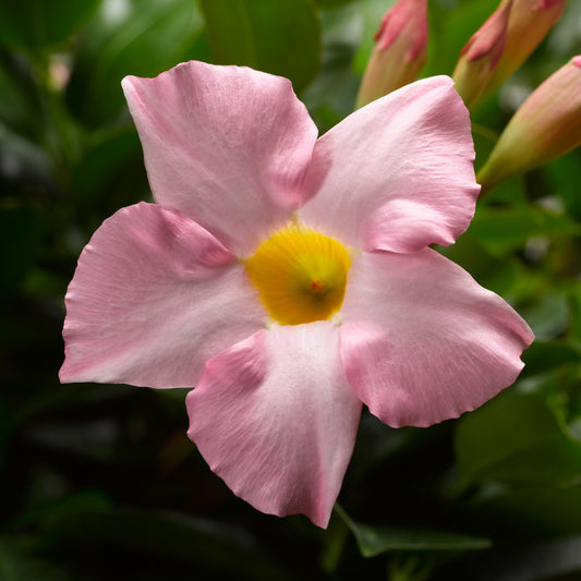 Maximo Light Pink Mandevilla