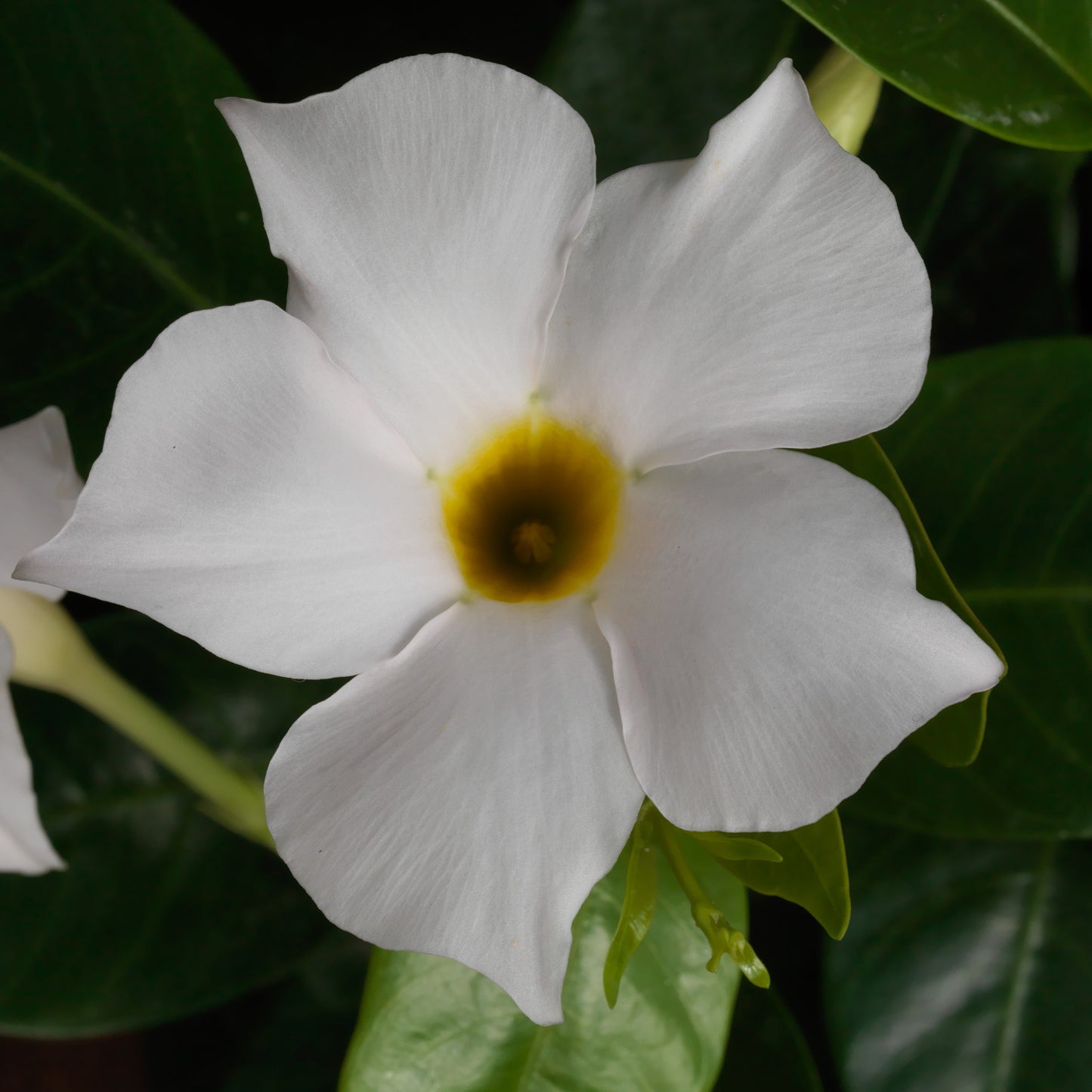 Dipladenia Madinia White