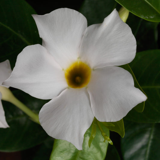 White Mandevilla