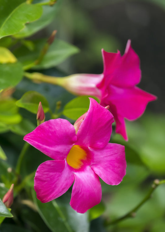 Pink Mandevilla