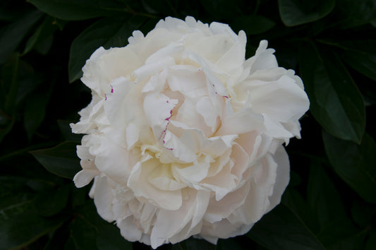 Peony - Duchesse de Nemours