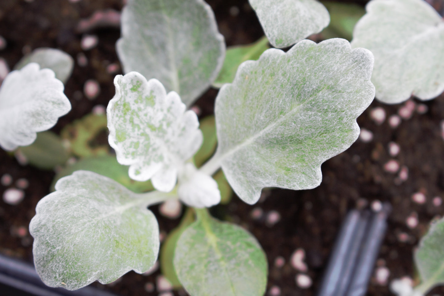 New Look Dusty Miller