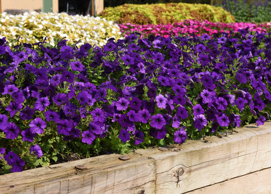 Easy Wave Blue Trailing Petunia