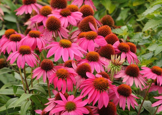 PowWow Wild Berry Coneflower