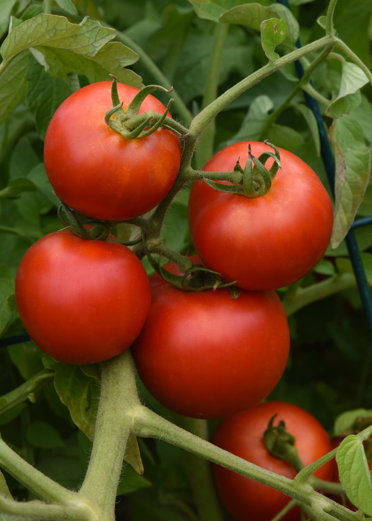 Tomato Early Girl