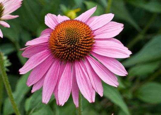 Purple Coneflower -