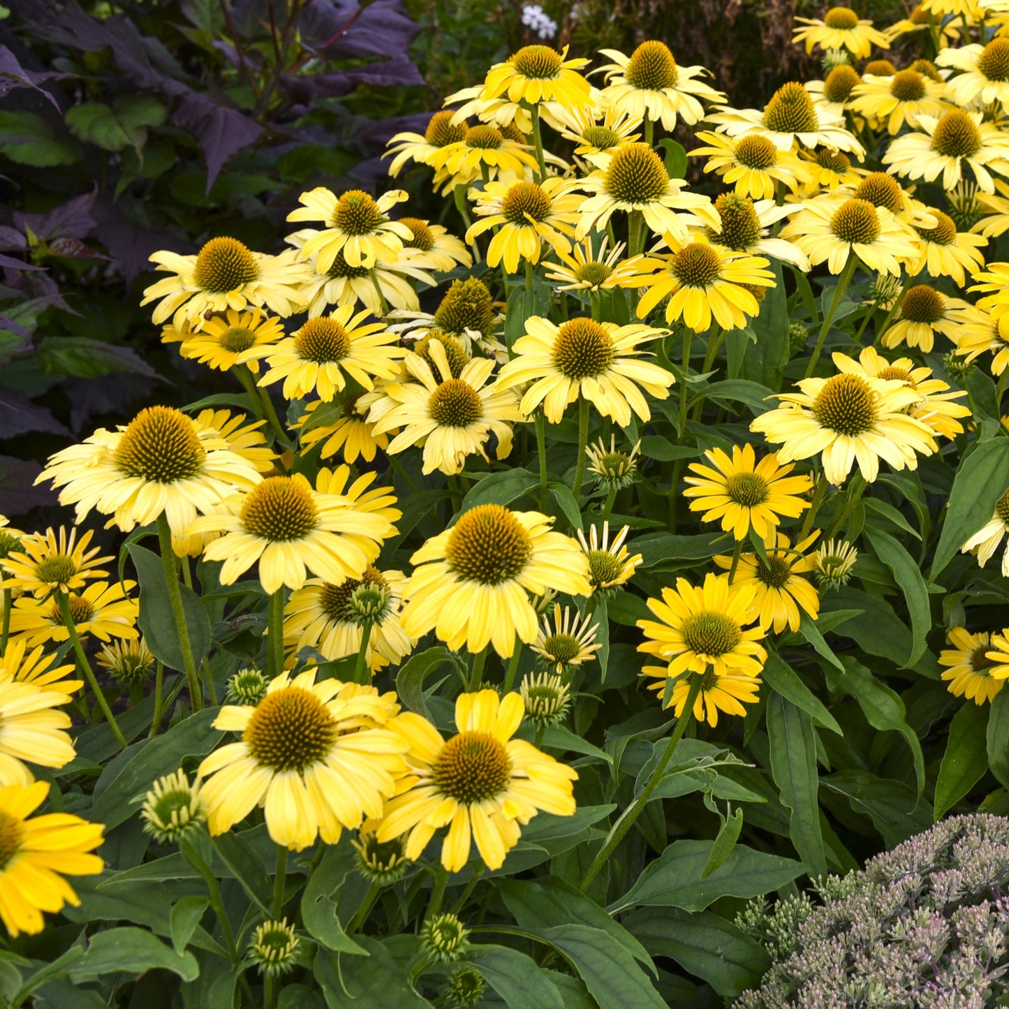 Yellow My Darling Coneflower
