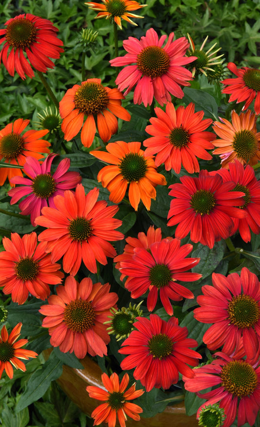 Echinacea Firefinch