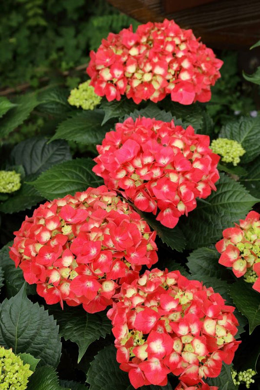 Eclipse Hydrangea