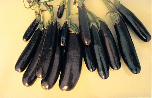 Little Finger Eggplant