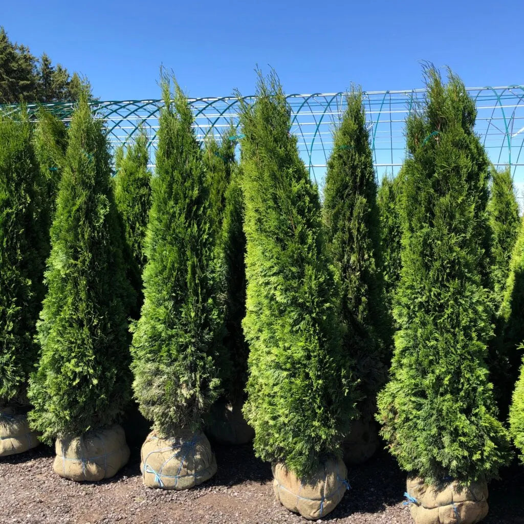 Emerald Cedar