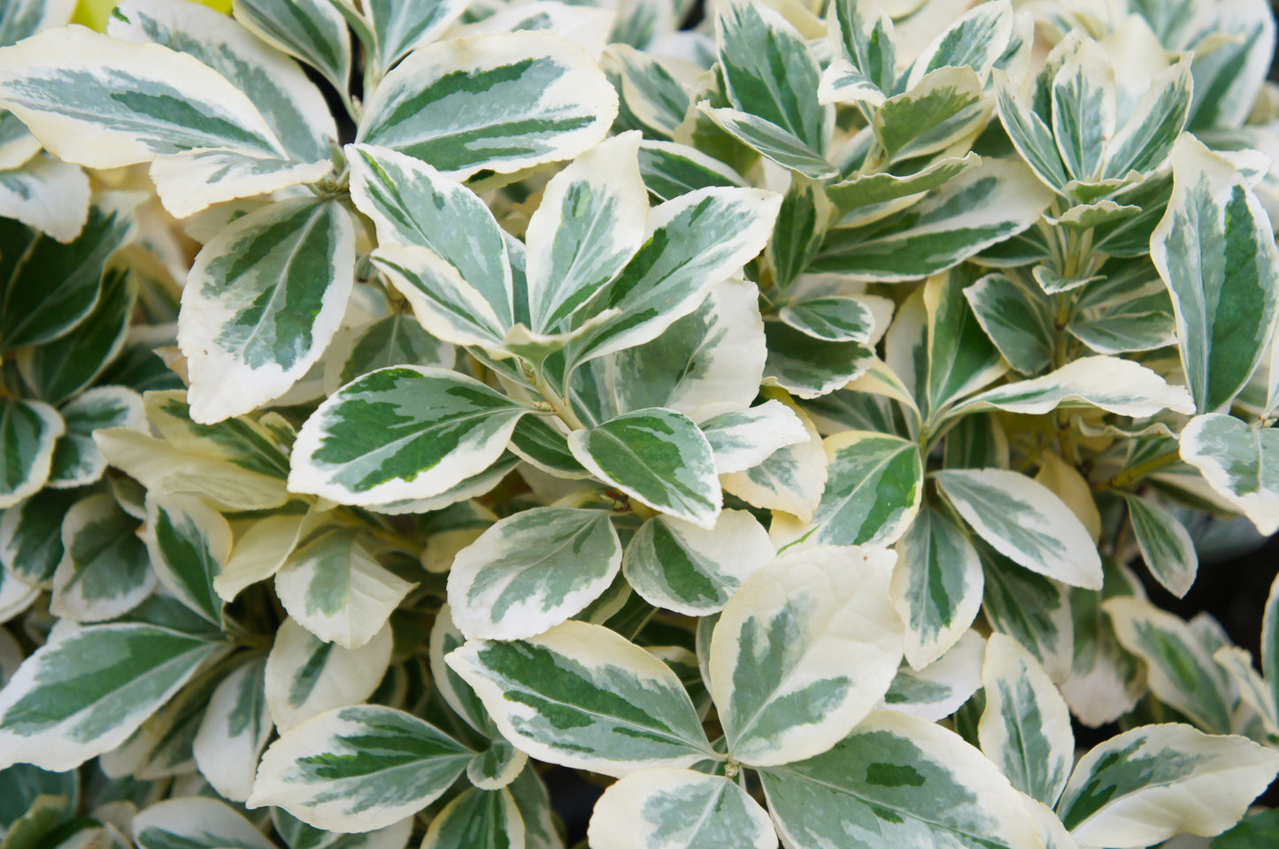 Emerald Gaiety Wintercreeper