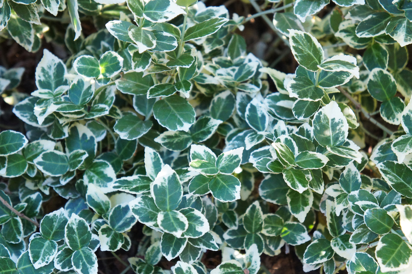 Emerald Gaiety Wintercreeper