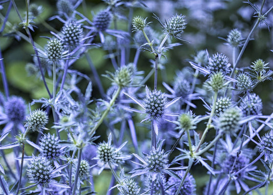 Dwarf Sea Holly