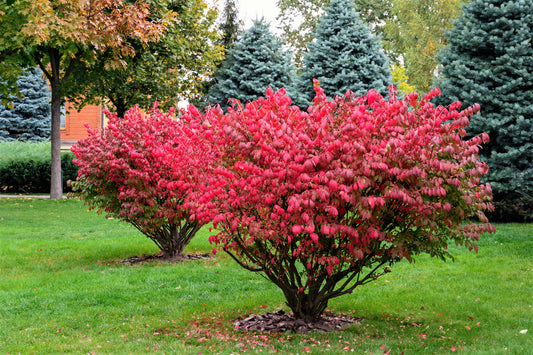 Burning Bush