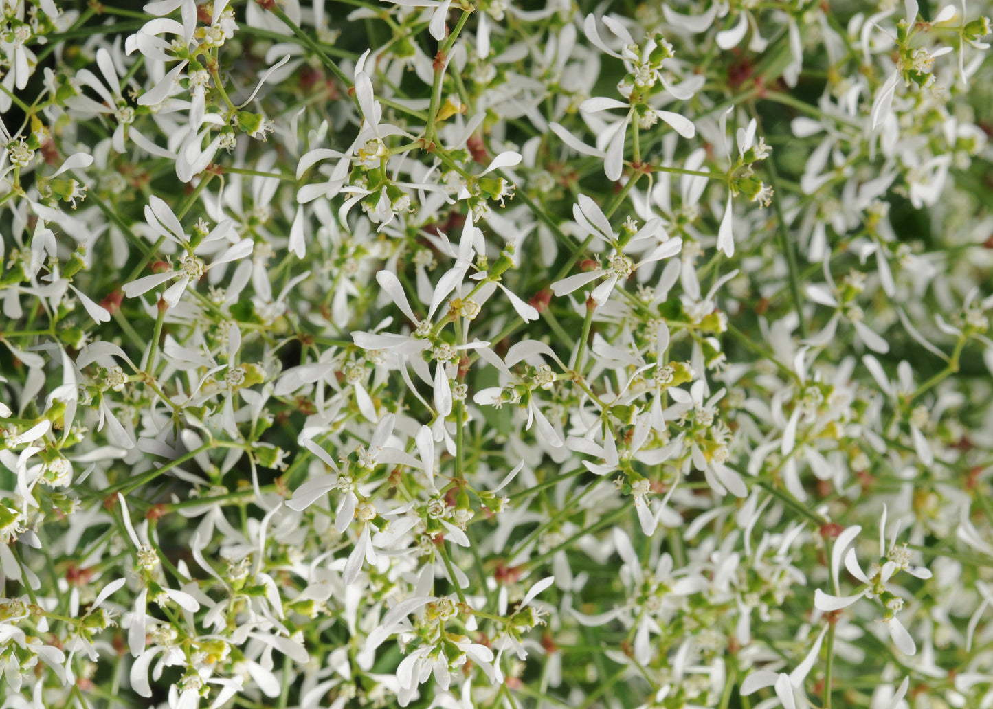 White Euphorbia