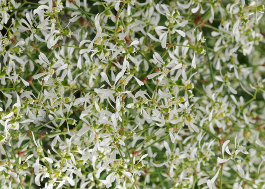 White Euphorbia