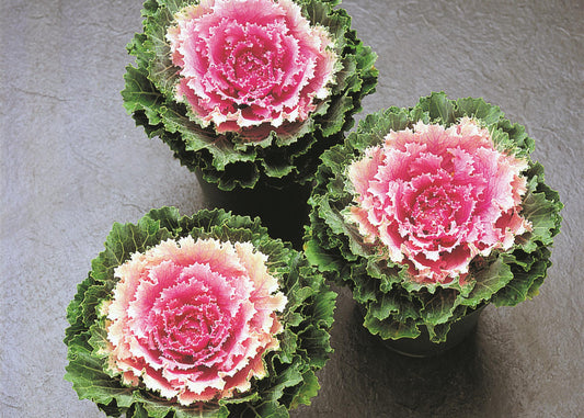 Song Bird Pink Flowering Kale