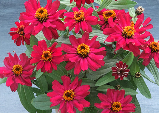 Profusion Dbl Cherry Zinnia