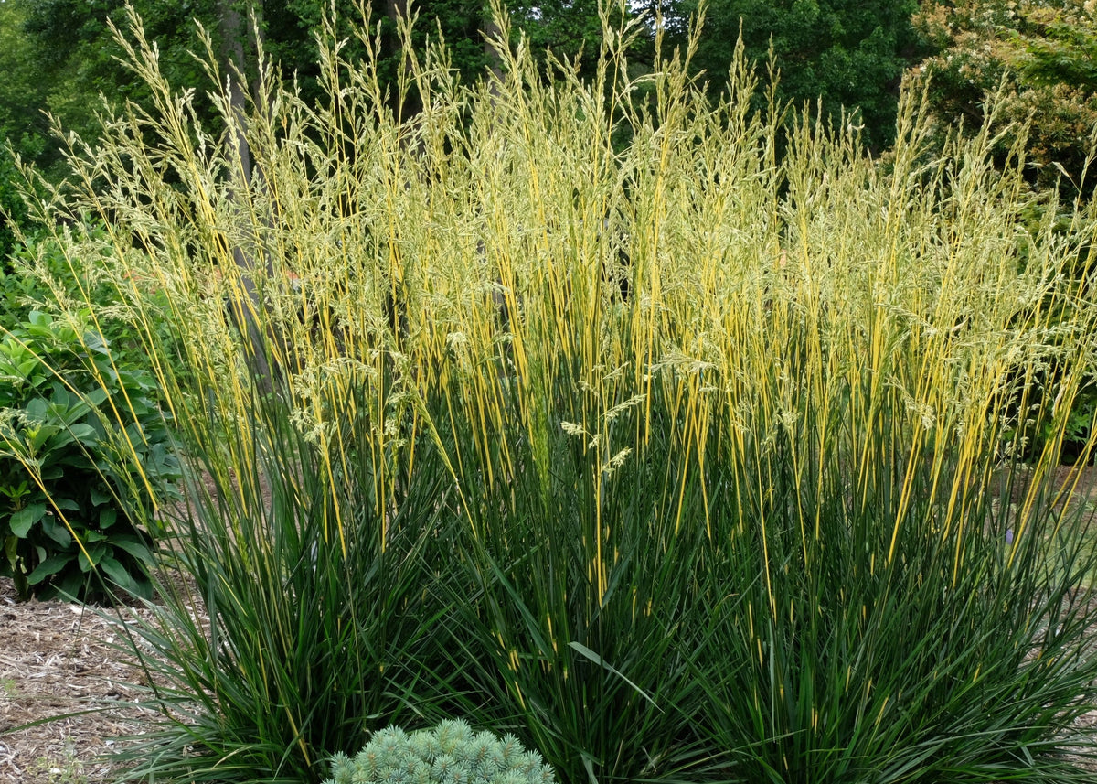 Glow Sticks Fescue