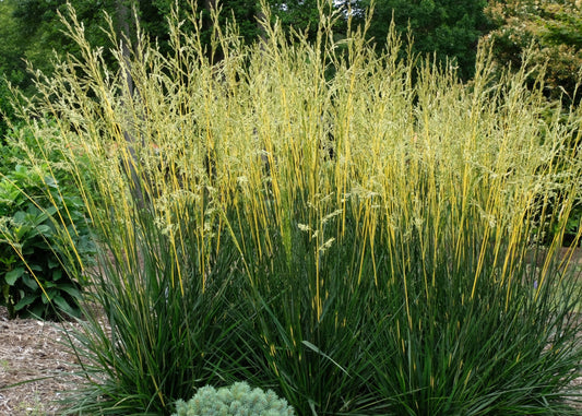 Glow Sticks Fescue