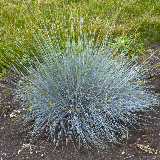 Fescue Blue Whiskers