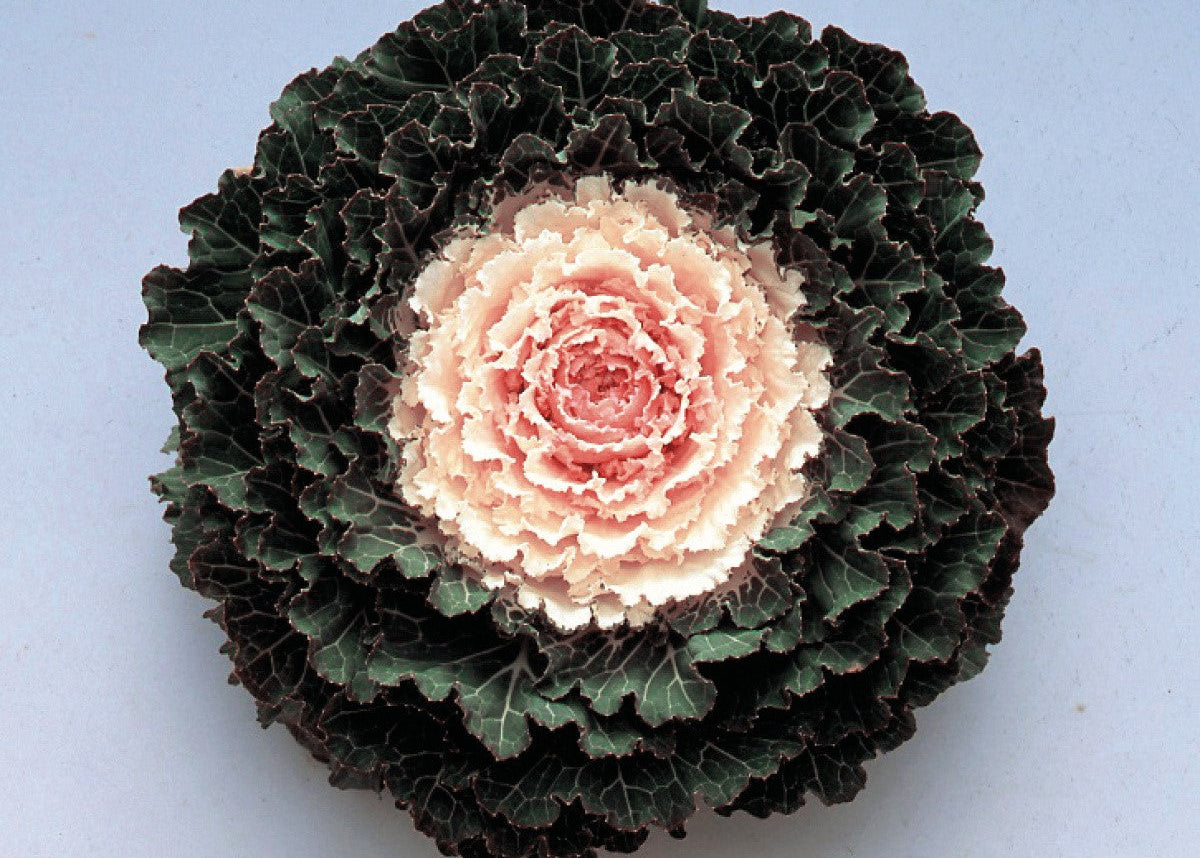 Songbird White Flowering Kale