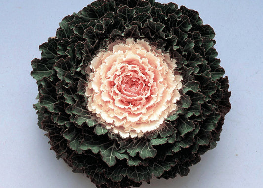 Songbird White Flowering Kale