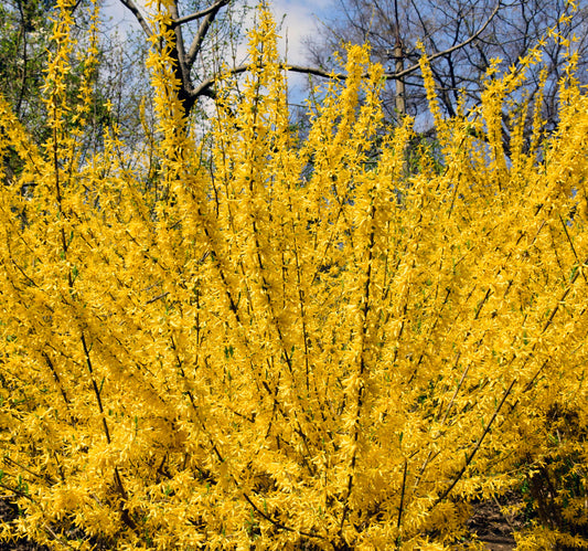 Forsythia 'Kolgold' Magical Gold