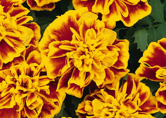 Bonanza Bee Marigold