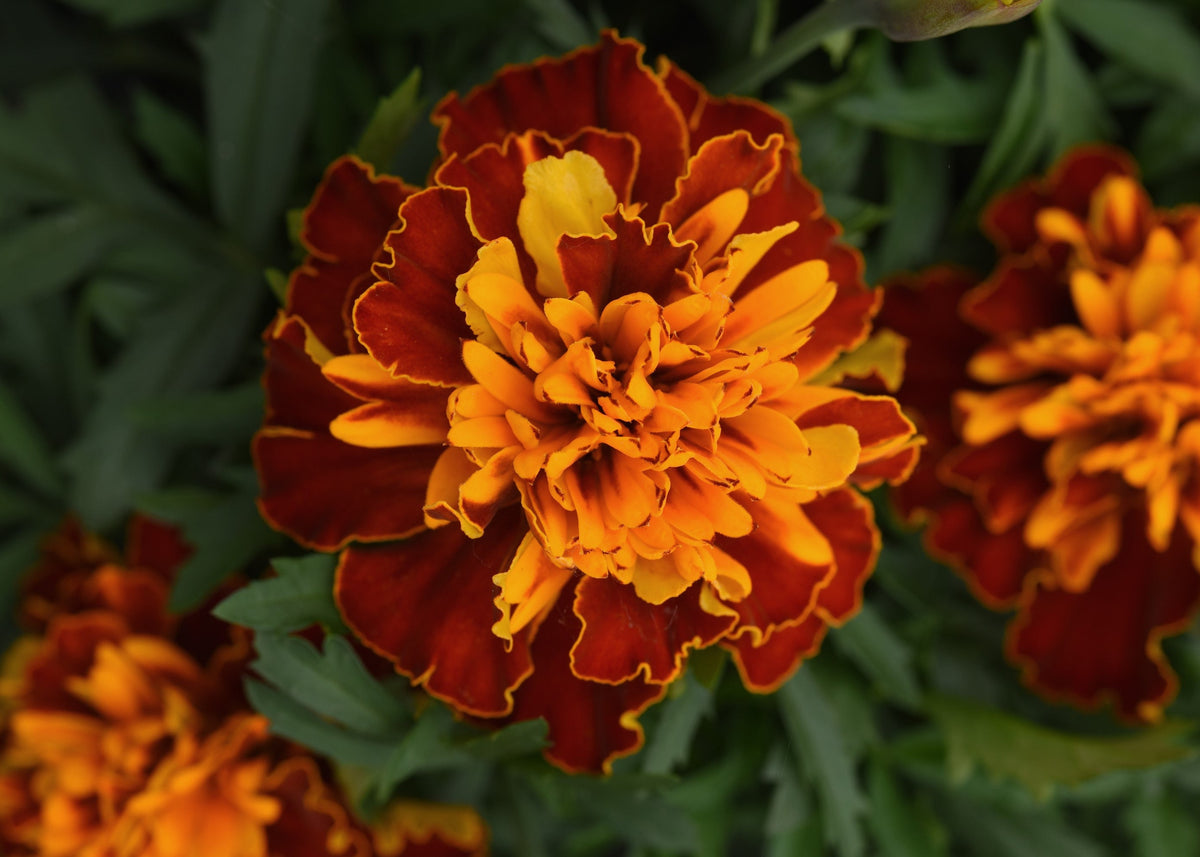 Bonanza Harmony Marigold