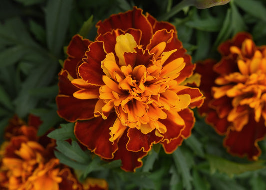 Bonanza Harmony Marigold
