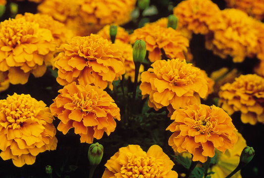 Bonanza Orange Marigold
