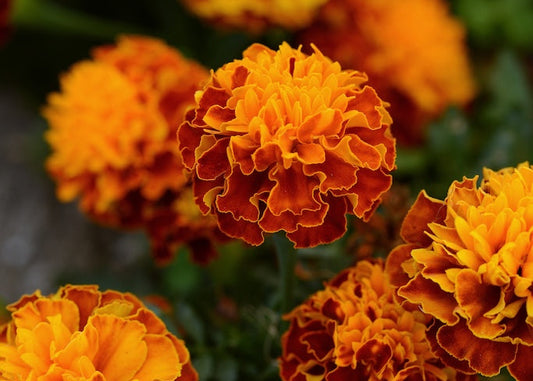 Hot Pak Harmony Marigold