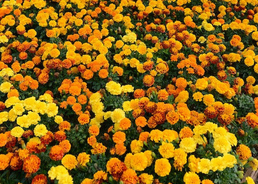 Hot Pak Mix Marigold