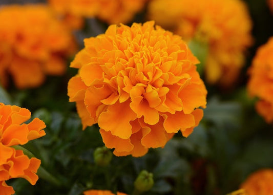 Hot Pak Orange Marigold