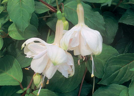 Pink Marshmallow Fuchsia