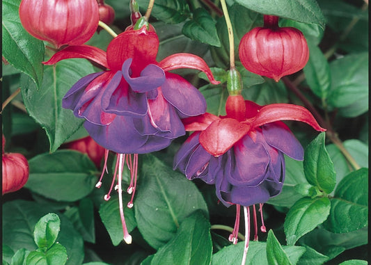 Blue Eyes Fuchsia