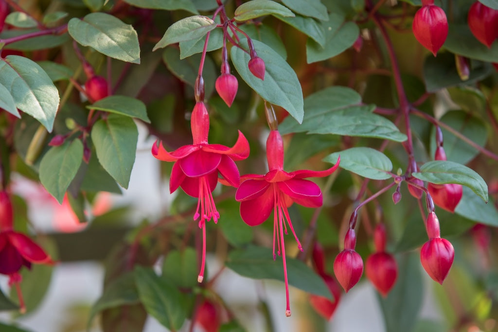 Trailing Marinka Fuchsia
