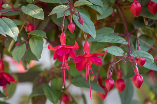 Trailing Marinka Fuchsia