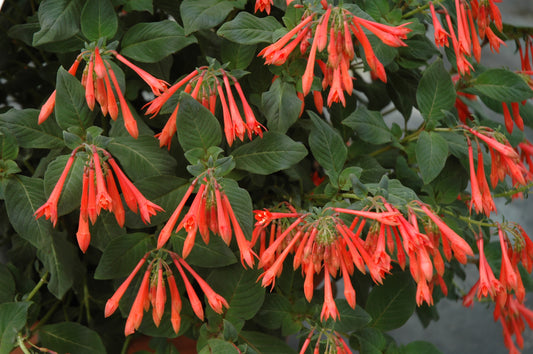 Gartenmeister Fuchsia