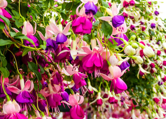 Assorted Colours Fuchsia Basket